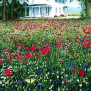 Meadow View