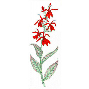 Cardinal Flower