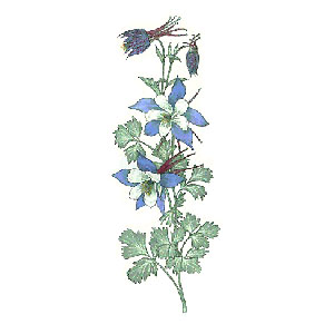 Colorado Columbine